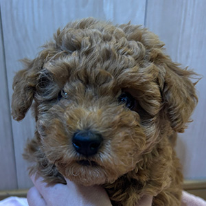 トイプードルのレッドの男の子｜2025年10月2日生まれ｜No.10989｜画像3枚目