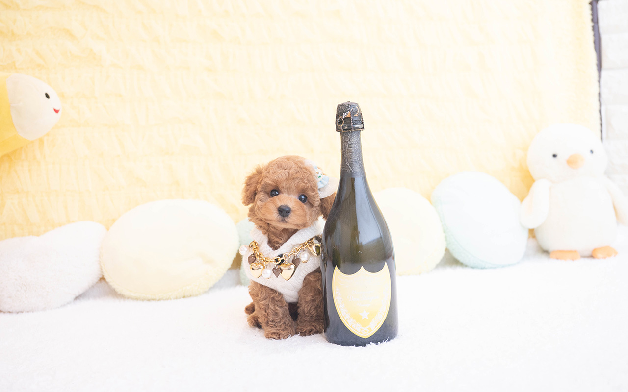 タイニープードルのレッドの男の子｜2025年10月9日生まれ｜No.10960｜画像4枚目