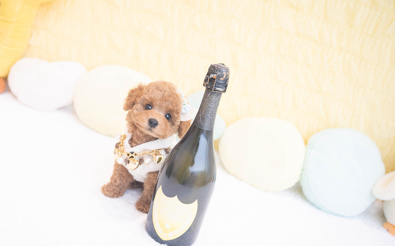 タイニープードルのレッドの男の子｜2025年10月9日生まれ｜No.10960｜画像5枚目