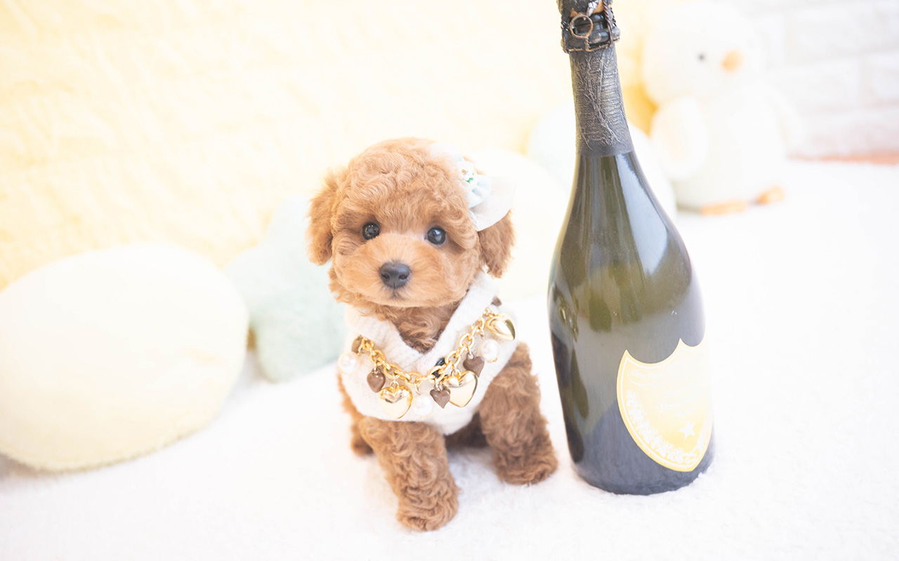 タイニープードルのレッドの男の子｜2025年10月9日生まれ｜No.10960｜画像6枚目