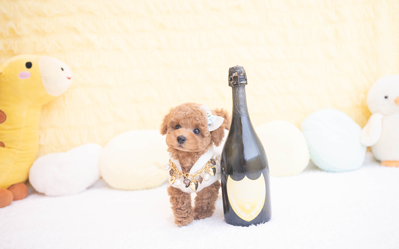 タイニープードルのレッドの男の子｜2025年10月9日生まれ｜No.10960｜画像7枚目