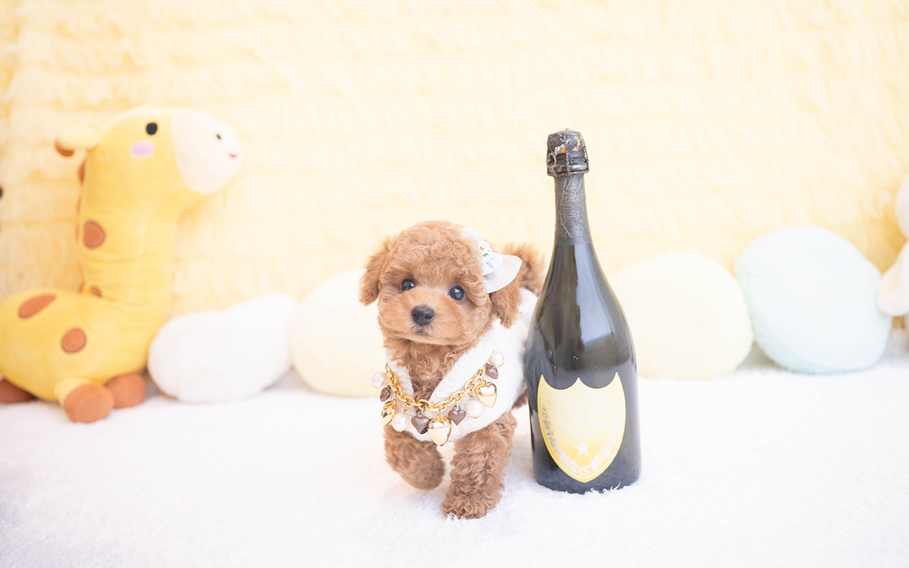 タイニープードルのレッドの男の子｜2025年10月9日生まれ｜No.10960｜画像8枚目