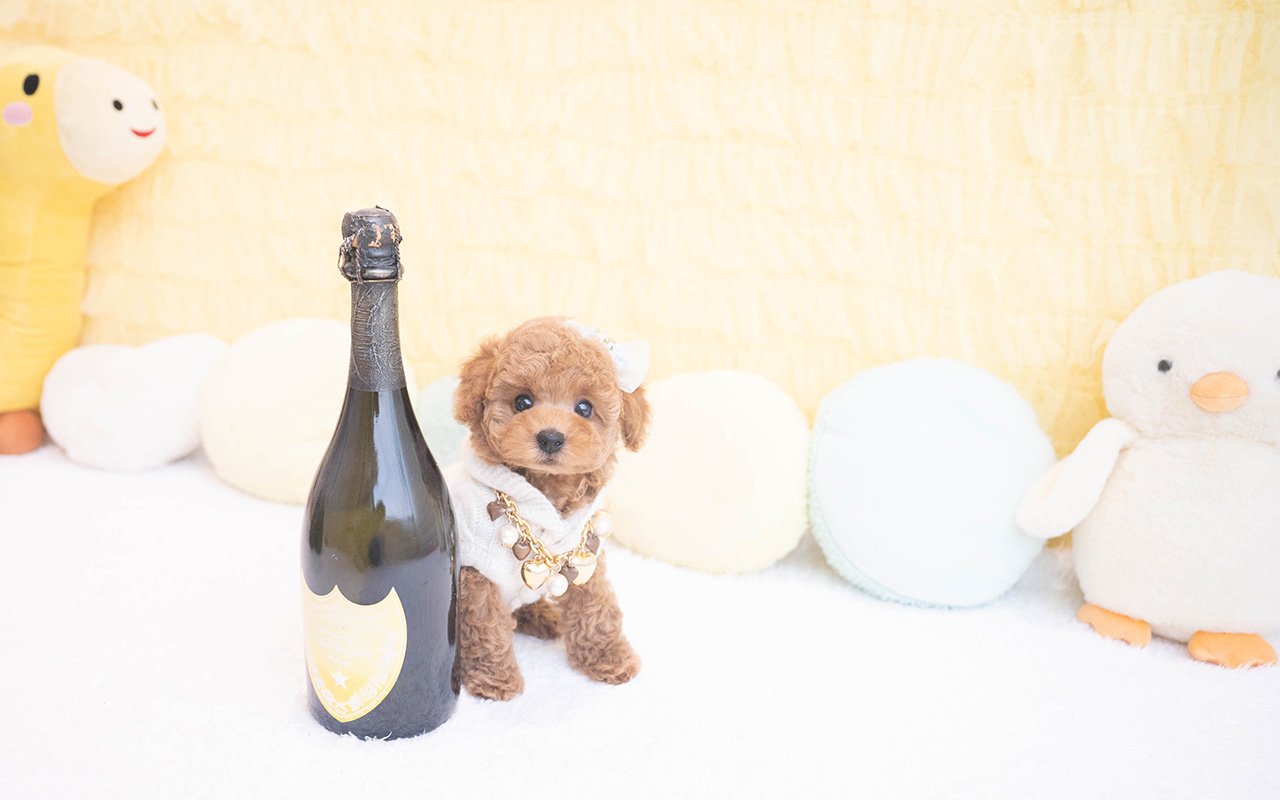 タイニープードルのレッドの男の子｜2025年10月9日生まれ｜No.10960｜画像9枚目