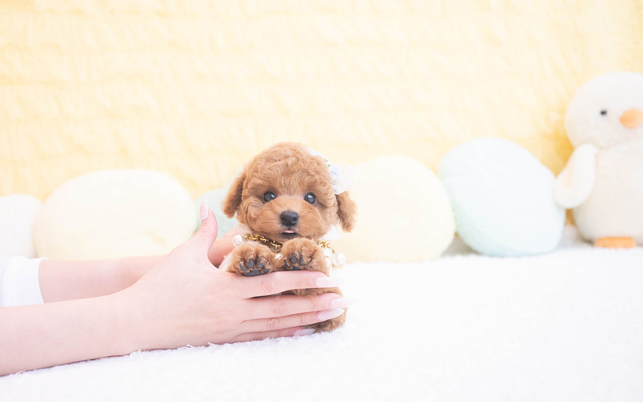 タイニープードルのレッドの男の子｜2025年10月9日生まれ｜No.10960｜画像1枚目