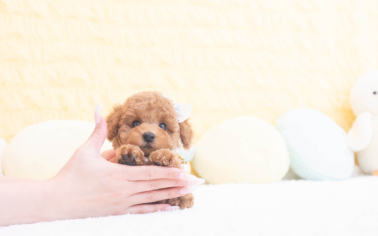 タイニープードルのレッドの男の子｜2025年10月9日生まれ｜No.10960｜画像0枚目