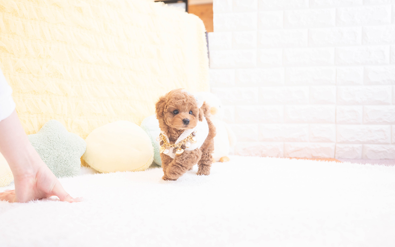 タイニープードルのレッドの男の子｜2025年10月9日生まれ｜No.10960｜画像2枚目