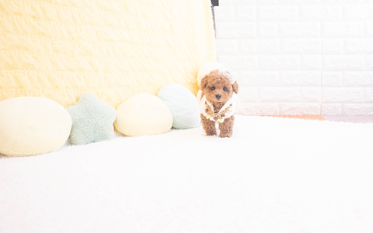 タイニープードルのレッドの男の子｜2025年10月9日生まれ｜No.10960｜画像3枚目