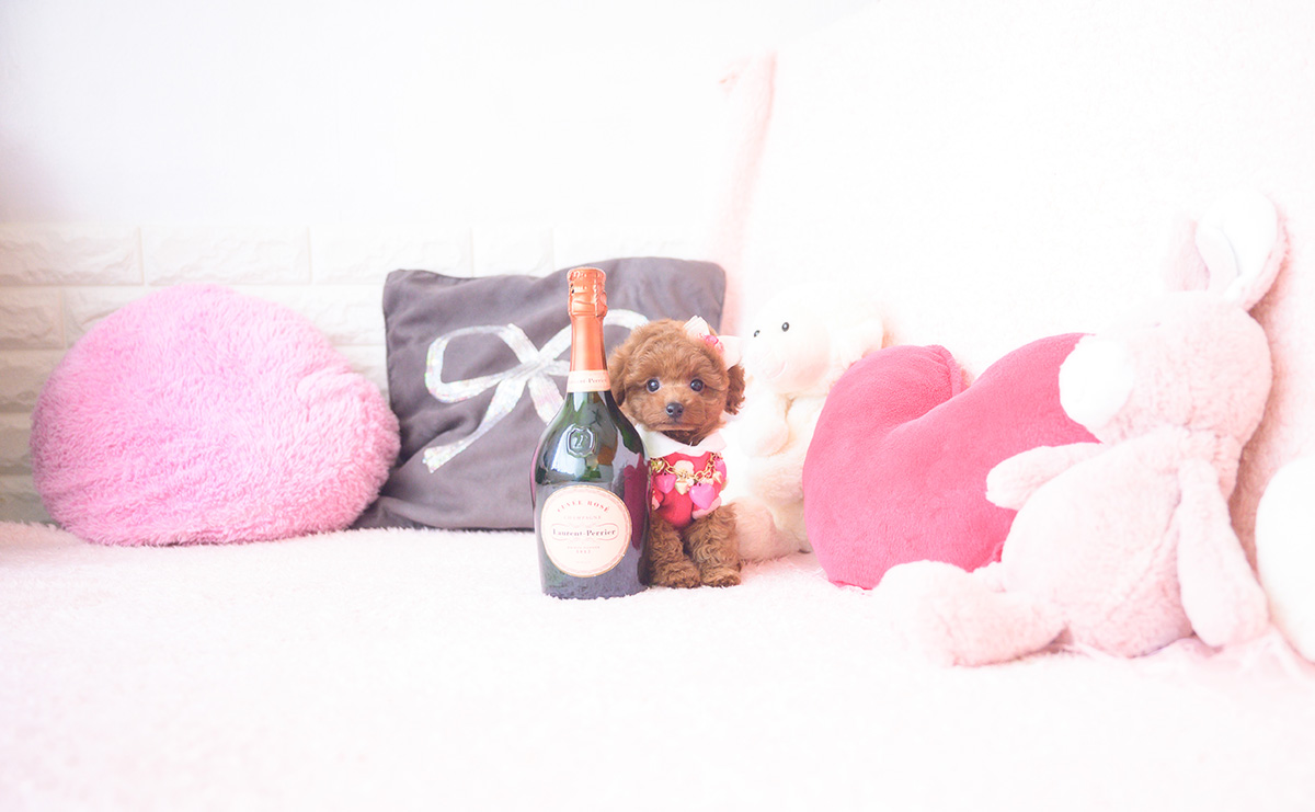 タイニープードルのレッドの女の子｜2025年10月1日生まれ｜No.10990｜画像1枚目