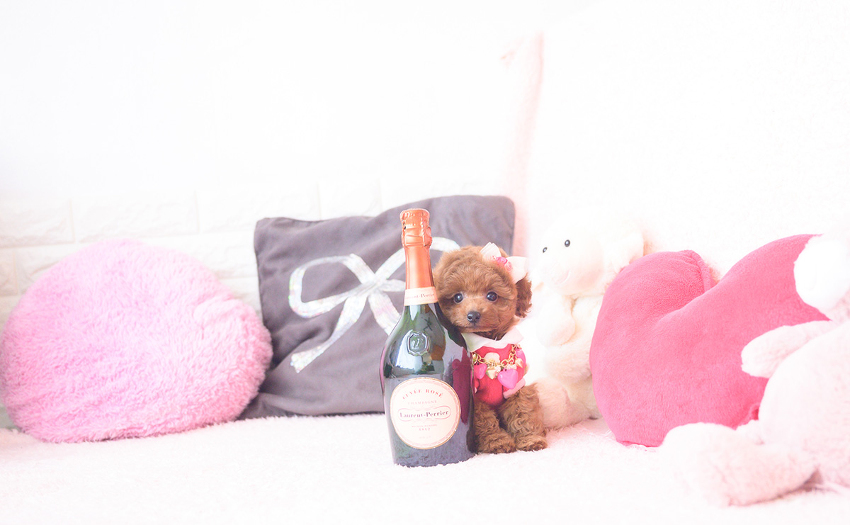 タイニープードルのレッドの女の子｜2025年10月1日生まれ｜No.10990｜画像2枚目