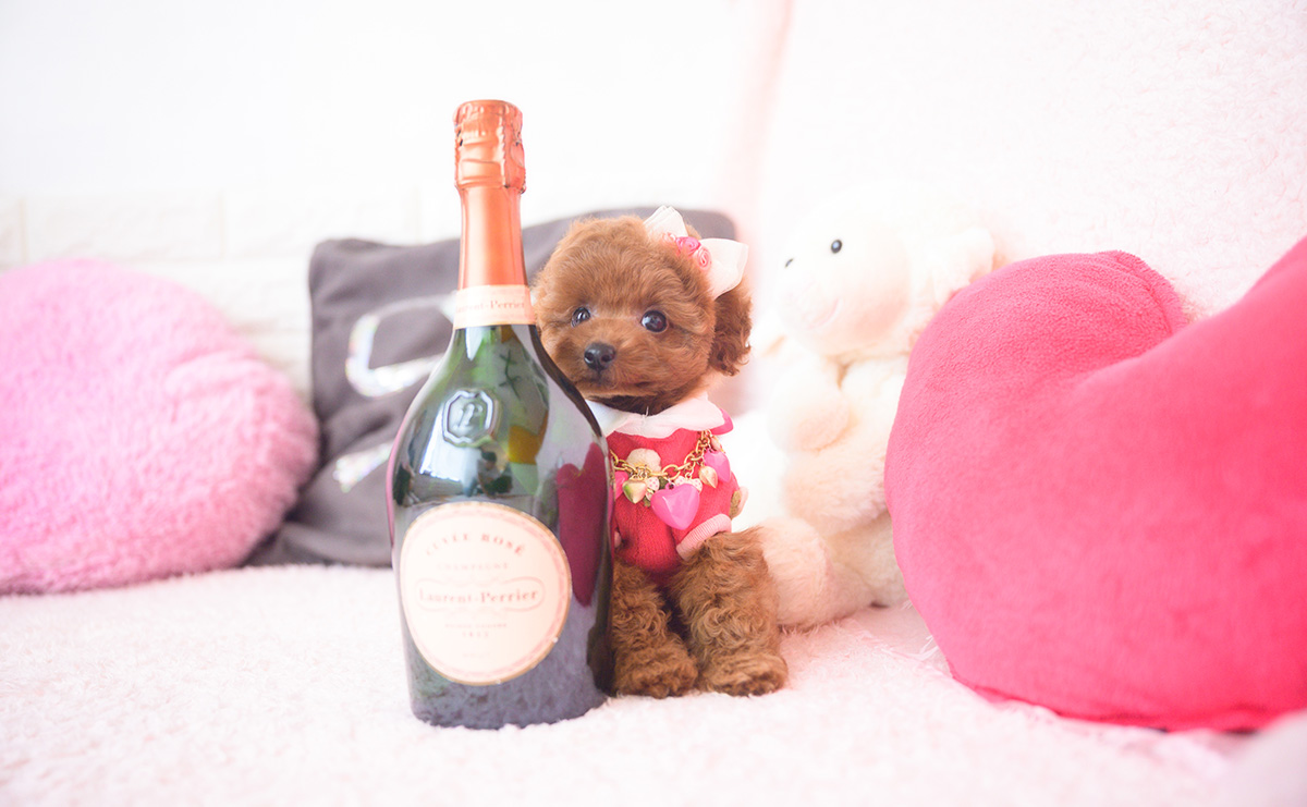 タイニープードルのレッドの女の子｜2025年10月1日生まれ｜No.10990｜画像3枚目