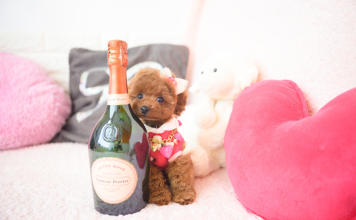 タイニープードルのレッドの女の子｜2025年10月1日生まれ｜No.10990｜画像4枚目