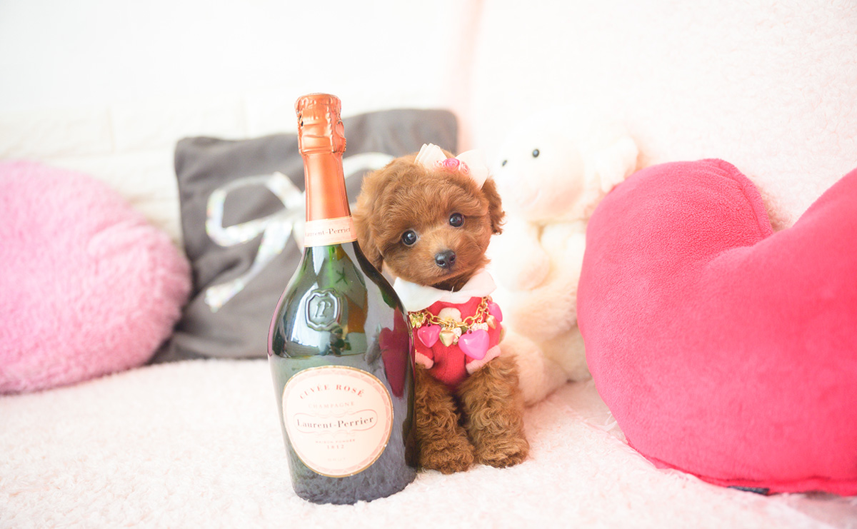 タイニープードルのレッドの女の子｜2025年10月1日生まれ｜No.10990｜画像5枚目