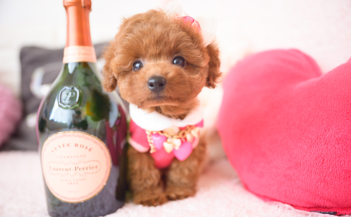 タイニープードルのレッドの女の子｜2025年10月1日生まれ｜No.10990｜画像6枚目