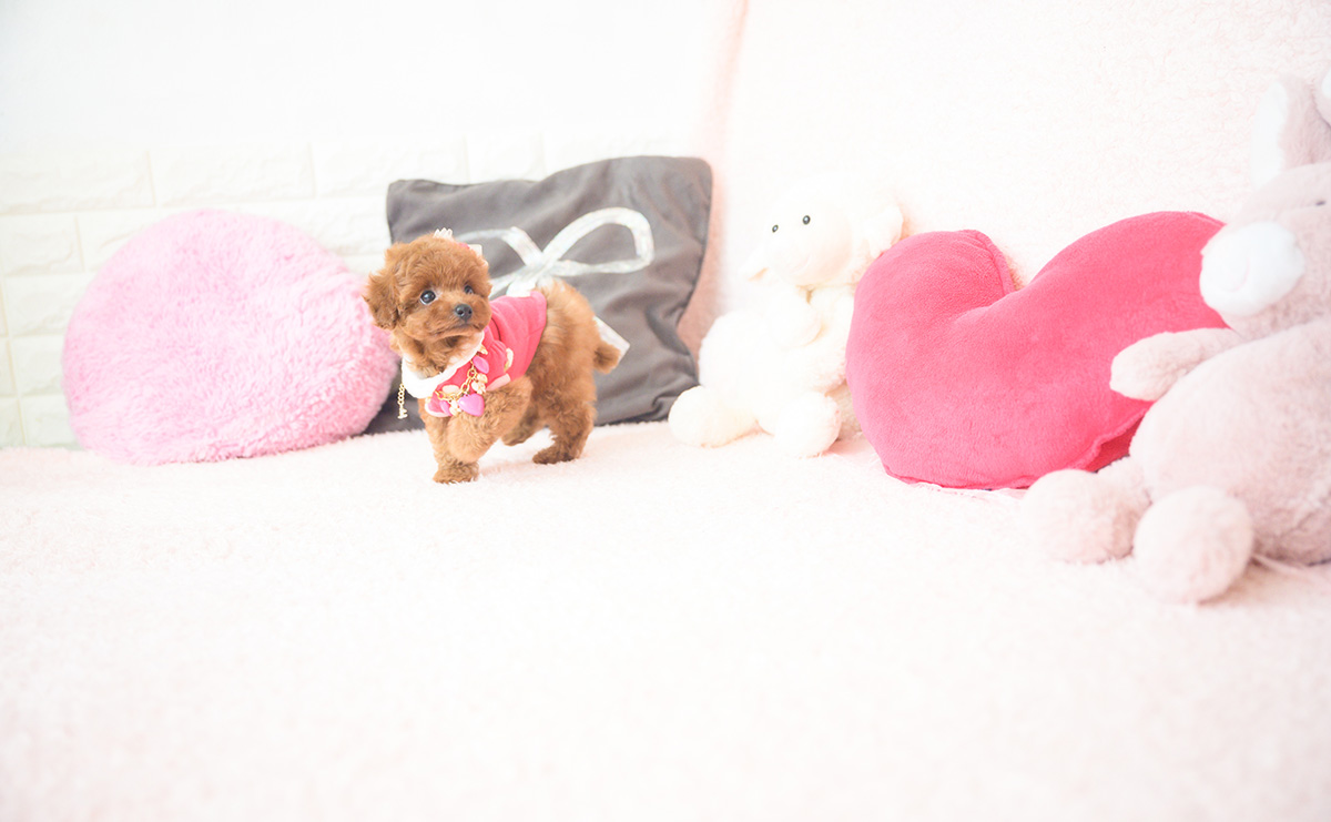 タイニープードルのレッドの女の子｜2025年10月1日生まれ｜No.10990｜画像8枚目