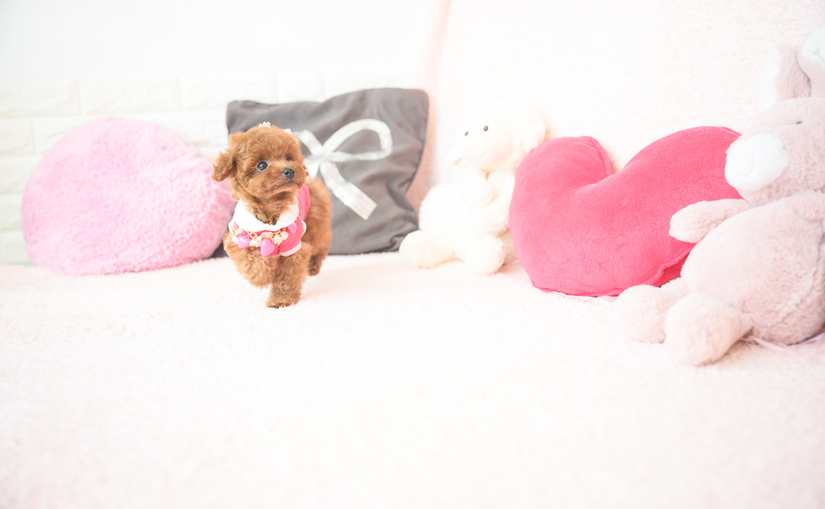 タイニープードルのレッドの女の子｜2025年10月1日生まれ｜No.10990｜画像9枚目