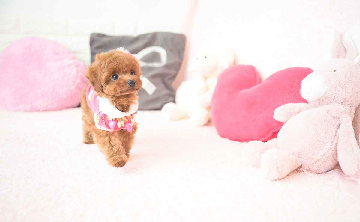 タイニープードルのレッドの女の子｜2025年10月1日生まれ｜No.10990｜画像10枚目