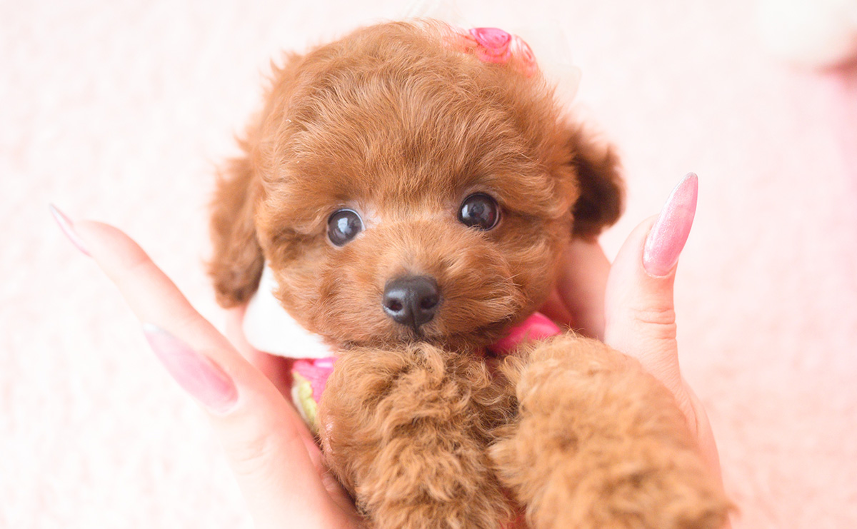 タイニープードルのレッドの女の子｜2025年10月1日生まれ｜No.10990｜画像11枚目