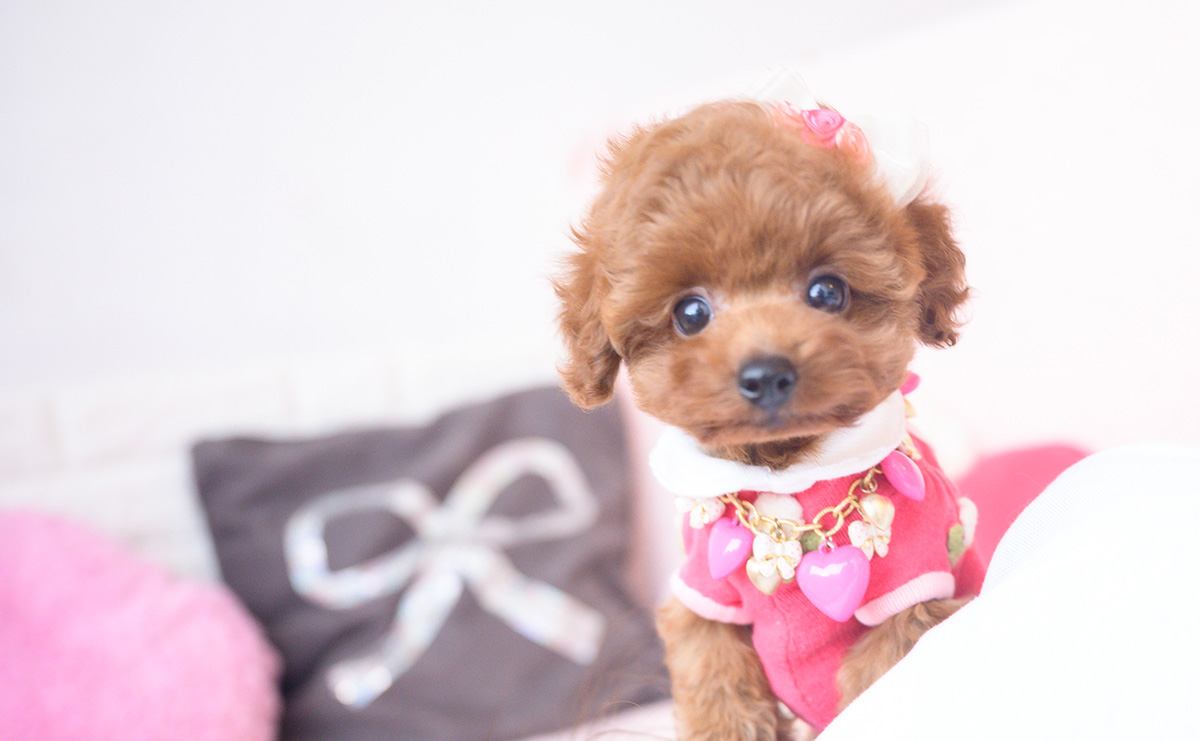 タイニープードルのレッドの女の子｜2025年10月1日生まれ｜No.10990｜画像0枚目