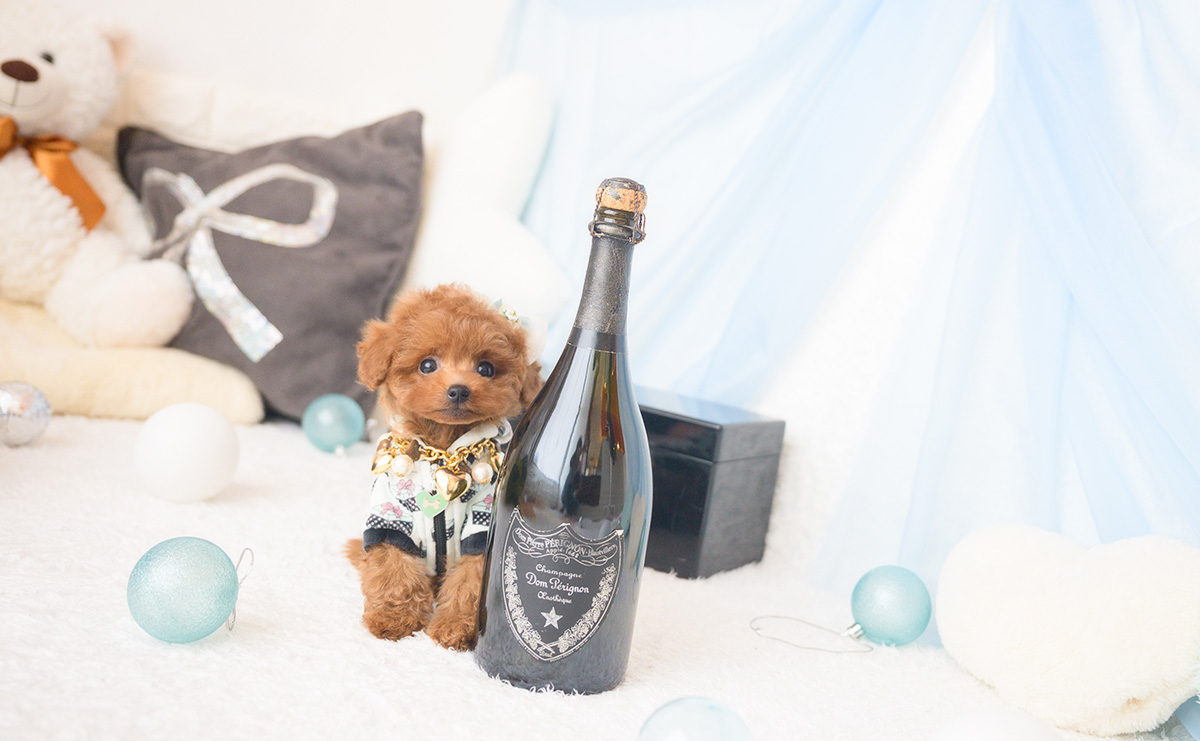 ティーカッププードルのレッドの男の子|2025年10月1日生まれ|No.10992|画像2枚目