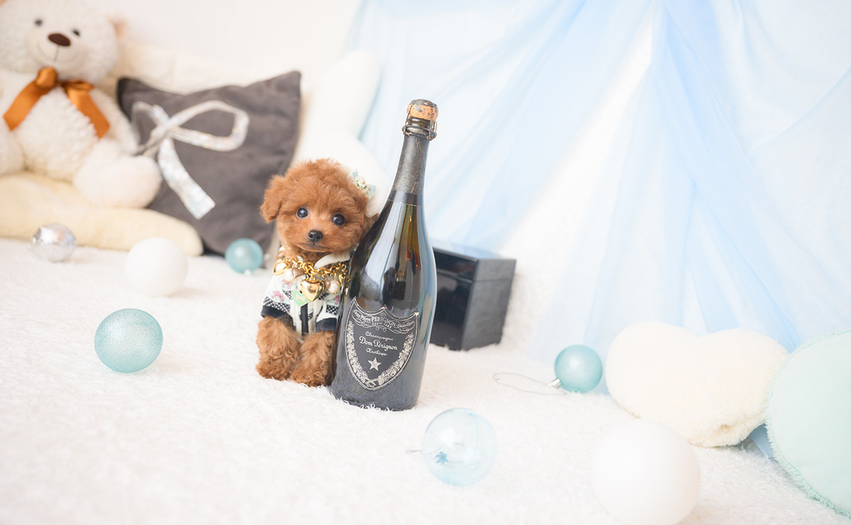 ティーカッププードルのレッドの男の子｜2025年10月1日生まれ｜No.10992｜画像3枚目