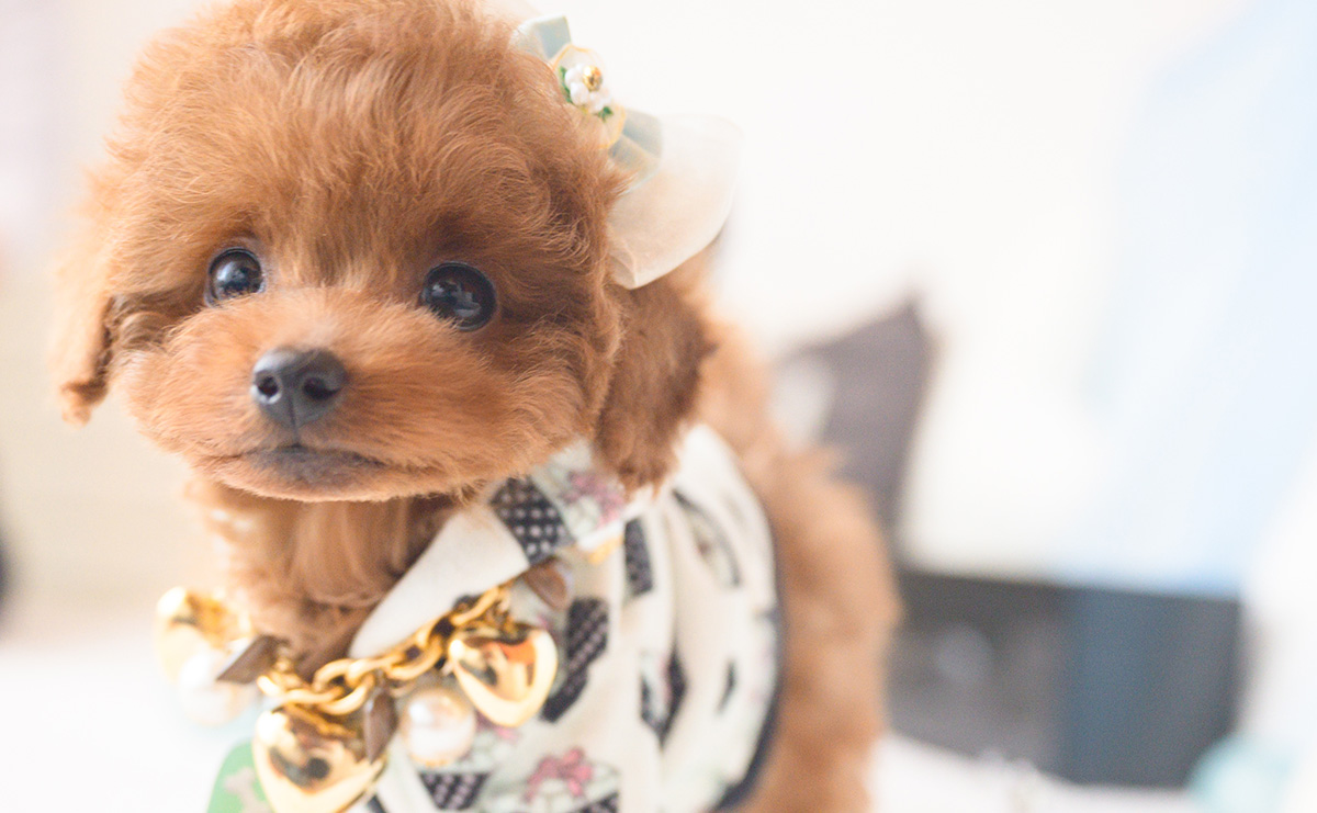 ティーカッププードルのレッドの男の子|2025年10月1日生まれ|No.10992|画像0枚目