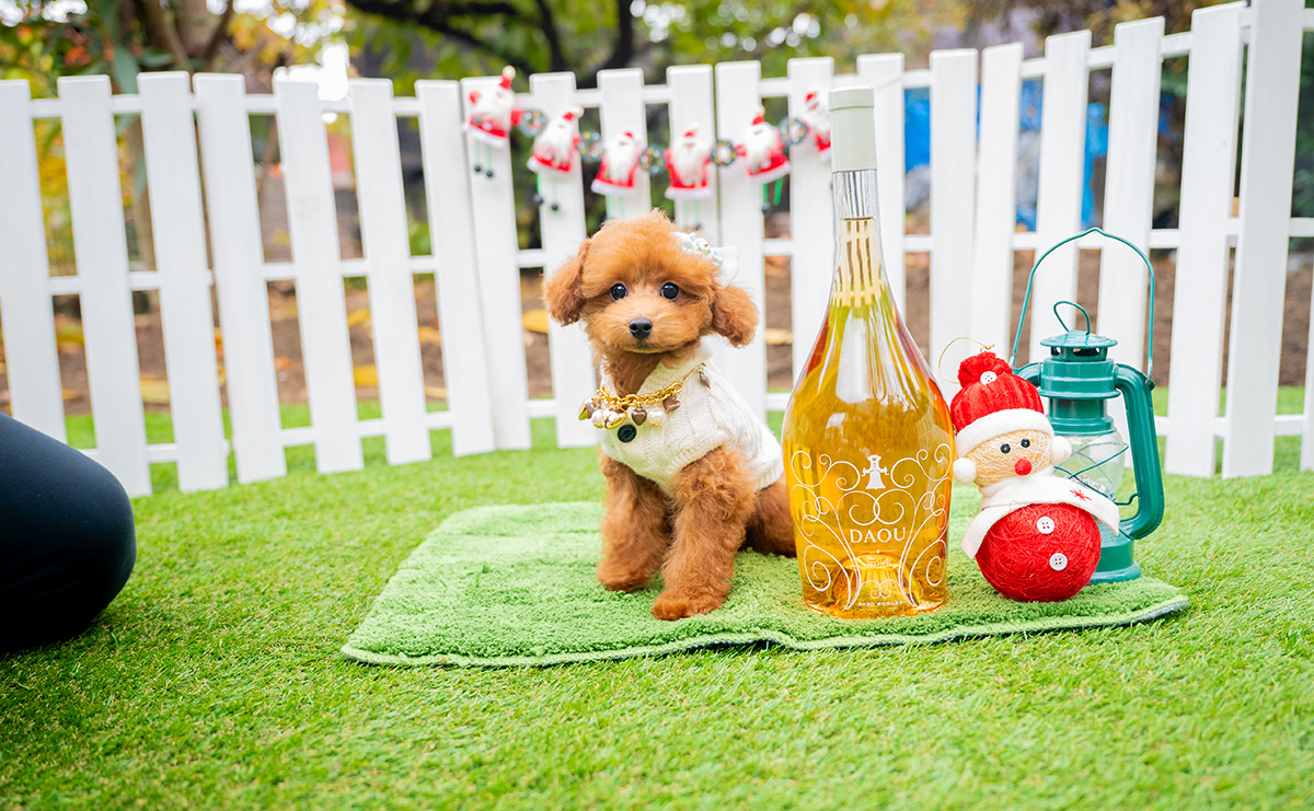 タイニープードルのレッドの男の子|2025年9月3日生まれ|No.10993|画像1枚目