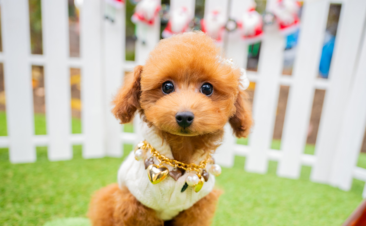 タイニープードルのレッドの男の子|2025年9月3日生まれ|No.10993|画像0枚目