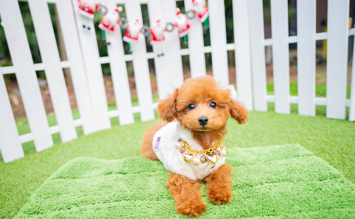 タイニープードルのレッドの男の子|2025年9月3日生まれ|No.10993|画像3枚目