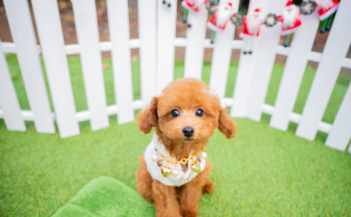 タイニープードルのレッドの男の子|2025年9月3日生まれ|No.10993|画像4枚目