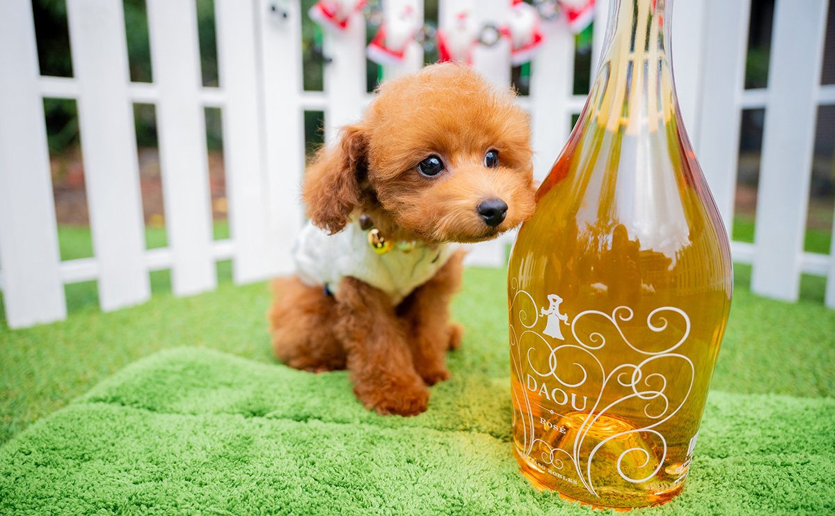 タイニープードルのレッドの男の子｜2025年9月3日生まれ｜No.10993｜画像5枚目