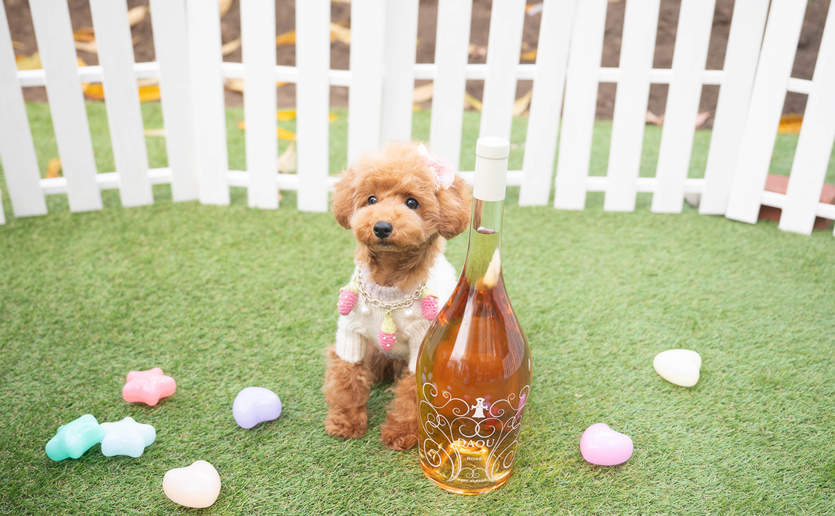 タイニープードルのレッドの女の子｜2025年7月20日生まれ｜No.10998｜画像1枚目