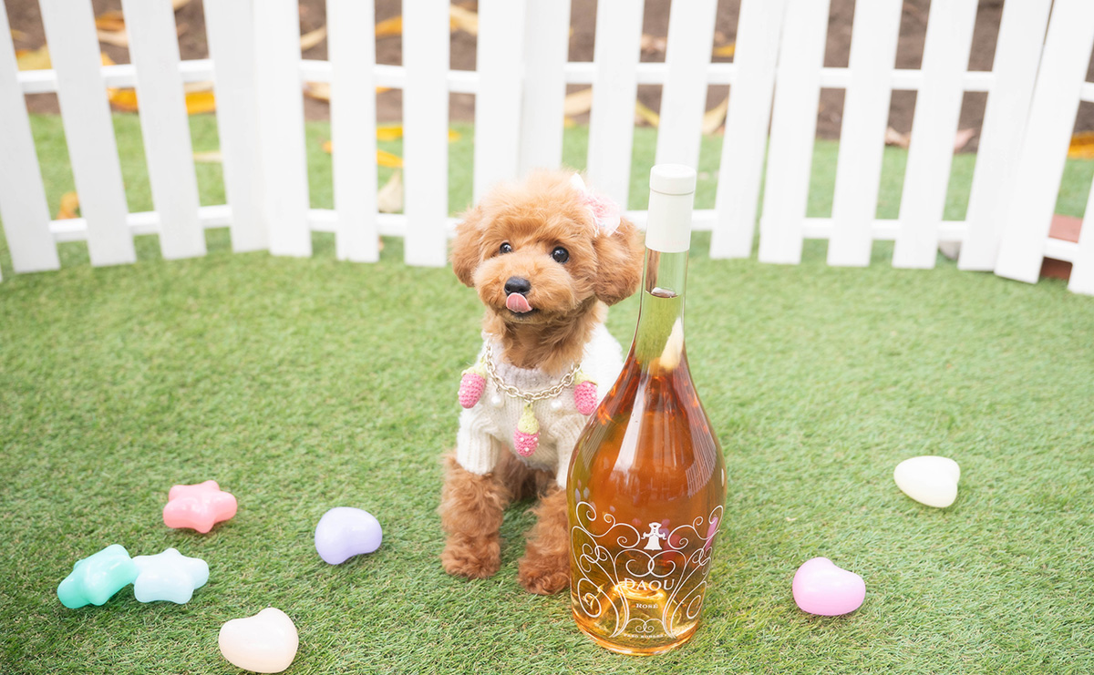 タイニープードルのレッドの女の子｜2025年7月20日生まれ｜No.10998｜画像2枚目