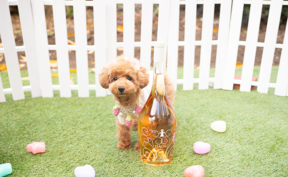 タイニープードルのレッドの女の子｜2025年7月20日生まれ｜No.10998｜画像3枚目