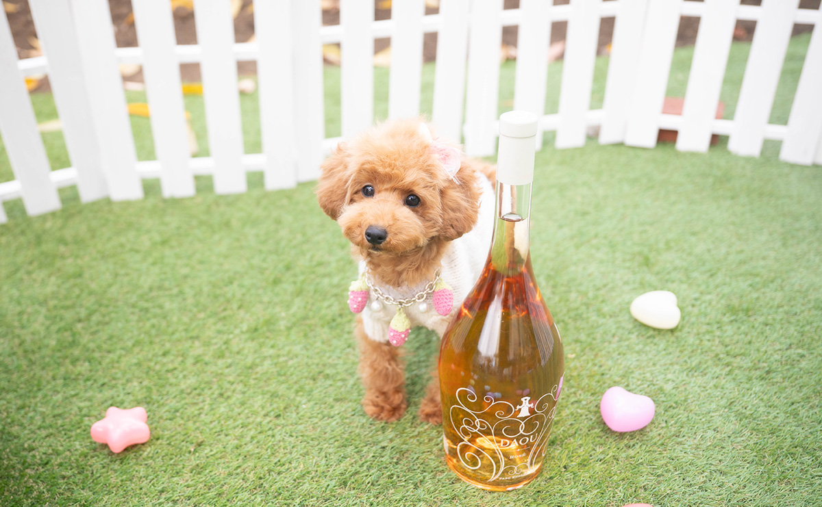 タイニープードルのレッドの女の子｜2025年7月20日生まれ｜No.10998｜画像4枚目