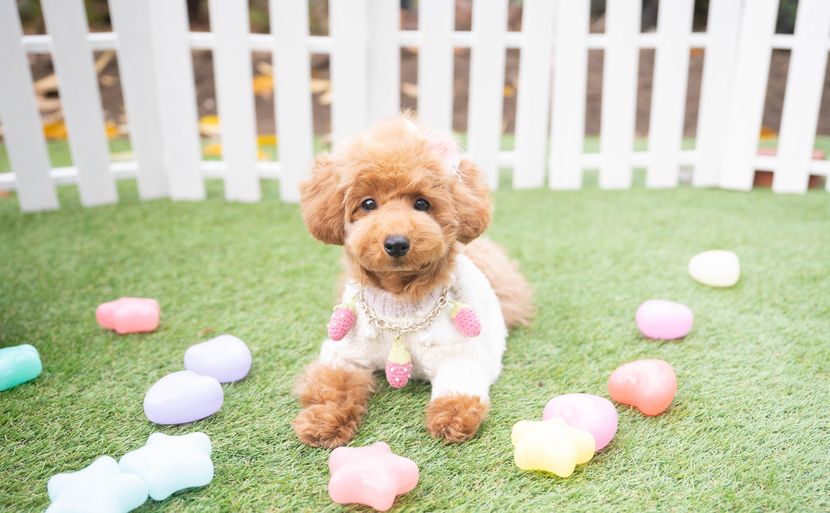 タイニープードルのレッドの女の子｜2025年7月20日生まれ｜No.10998｜画像5枚目