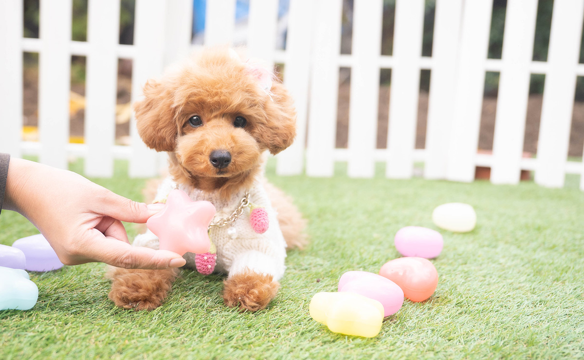 タイニープードルのレッドの女の子｜2025年7月20日生まれ｜No.10998｜画像0枚目