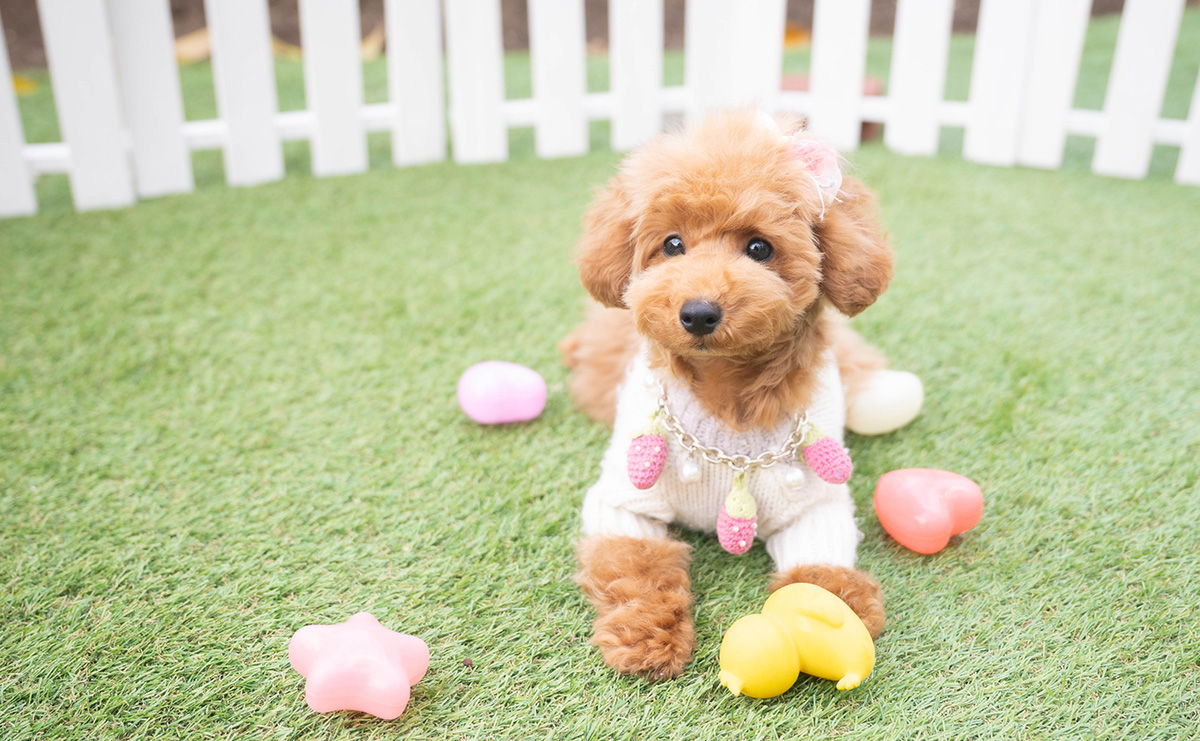 タイニープードルのレッドの女の子｜2025年7月20日生まれ｜No.10998｜画像6枚目