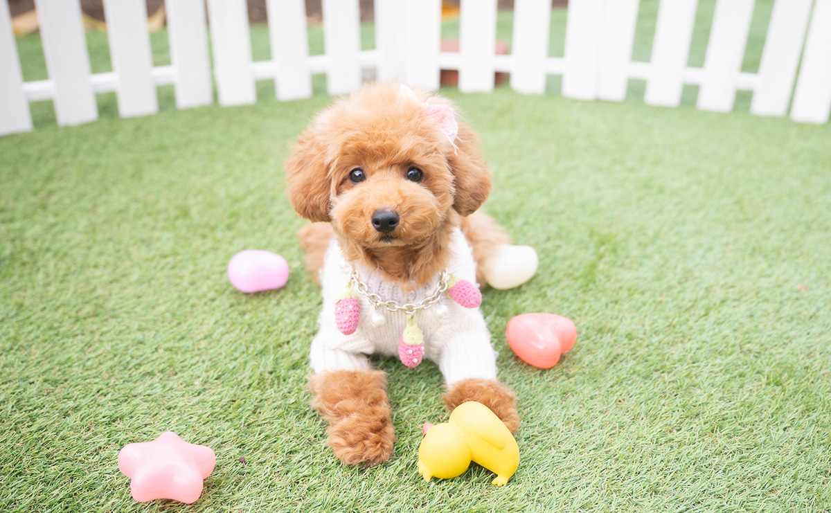 タイニープードルのレッドの女の子｜2025年7月20日生まれ｜No.10998｜画像7枚目