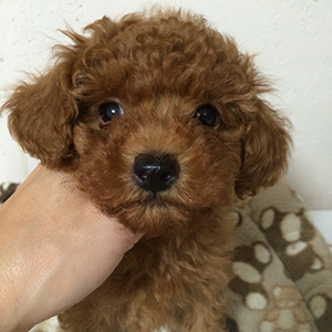 タイニープードルのレッドの男の子｜2025年10月11日生まれ｜No.11002｜画像0枚目