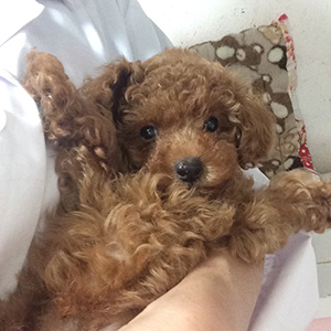 タイニープードルのレッドの男の子｜2025年10月11日生まれ｜No.11002｜画像1枚目
