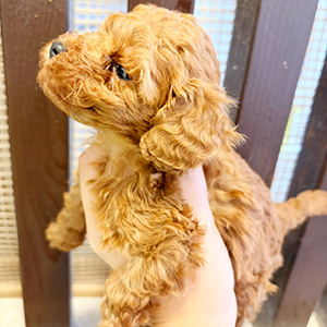 タイニープードルのレッドの男の子｜2025年11月7日生まれ｜No.11005｜画像0枚目