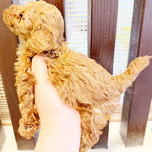 タイニープードルのレッドの男の子｜2025年11月7日生まれ｜No.11005｜画像1枚目