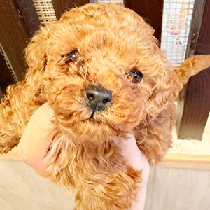 タイニープードルのレッドの男の子｜2025年11月7日生まれ｜No.11005｜画像2枚目