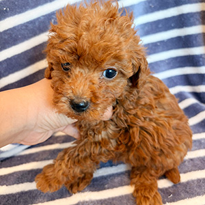 トイプードルのレッドの男の子|2025年10月24日生まれ|No.11021|画像1枚目
