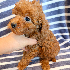 トイプードルのレッドの男の子｜2025年10月24日生まれ｜No.11021｜画像2枚目