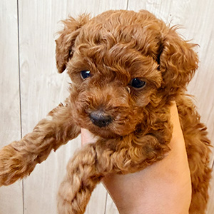 タイニープードルのレッドの女の子｜2025年11月12日生まれ｜No.11011｜画像1枚目