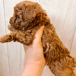 タイニープードルのレッドの女の子｜2025年11月12日生まれ｜No.11011｜画像2枚目