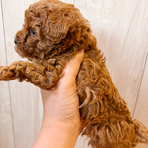 タイニープードルのレッドの女の子｜2025年11月12日生まれ｜No.11011｜画像3枚目