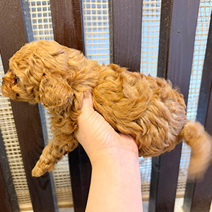 タイニープードルのレッドの男の子｜2025年11月7日生まれ｜No.11004｜画像0枚目