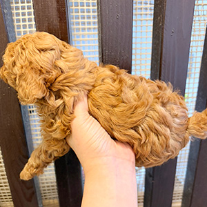 タイニープードルのレッドの男の子｜2025年11月7日生まれ｜No.11004｜画像1枚目